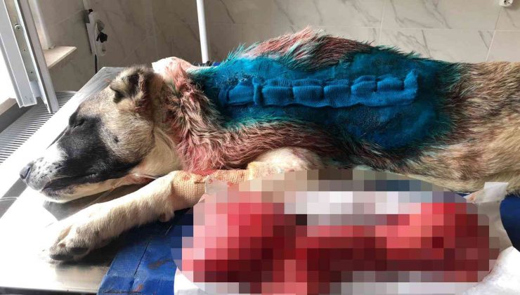 Kangal cinsi köpeğin sırtından 4 kilogram tümör çıktı
