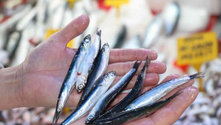 Karadeniz’in incisi ’iri hamsi’ 15 liradan kapış kapış gidiyor