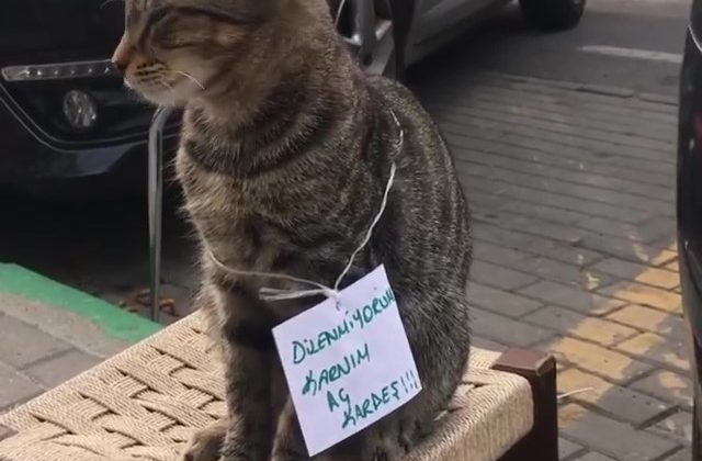 Karnı aç kedi farklı bir yöntem denedi