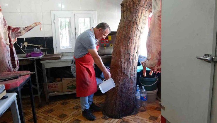 Asırlık çam ağacına gözü gibi bakıyor