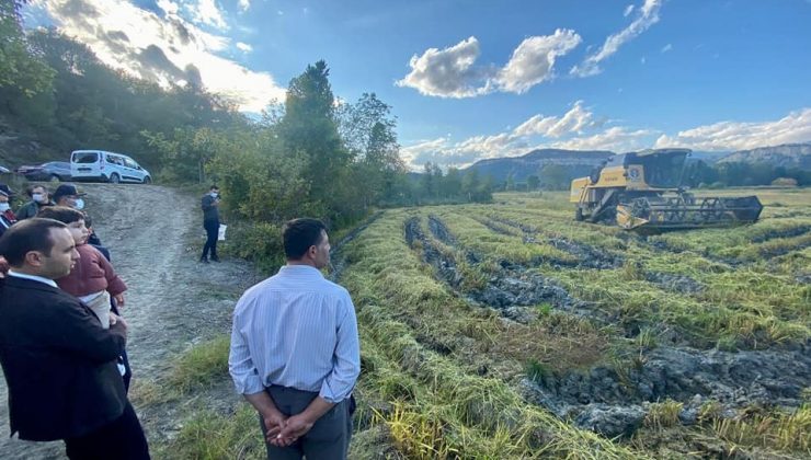 Kastamonu’da çeltik hasadı başladı