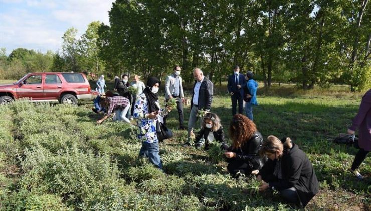 Kastamonu’da kara mürverin hasadı başladı