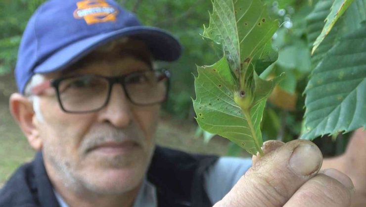 ’Katil gal arısı’ tehdidi büyüyor