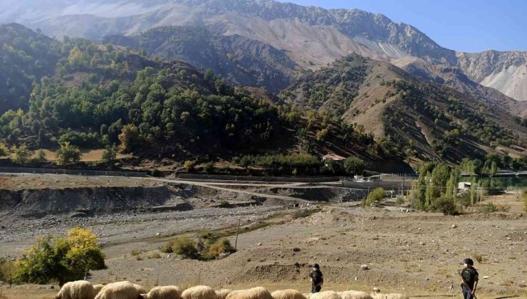 Kayıp  koyunlar jandarma tarafından bulundu