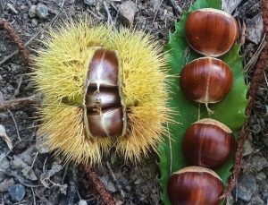 Kazdağları kestanesi köylülerin gelir kapısı oldu