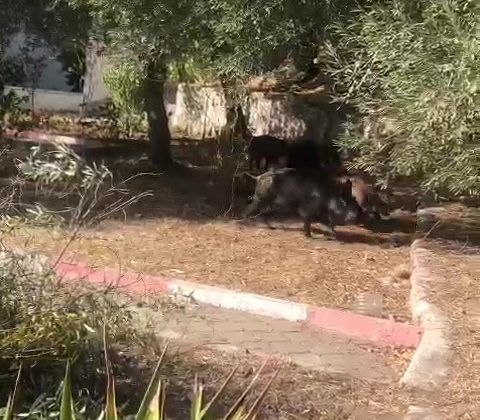 Kazdağları’na aç kalan domuzlar şehre indi, o ânlar kameralara yansıdı