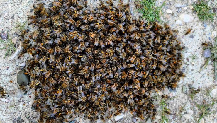 Kenevirin, arı katili “varroa”dan koruduğu ortaya çıktı