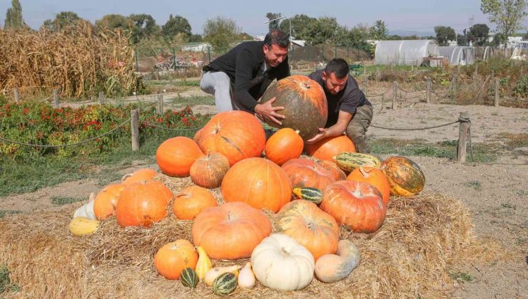 Kent Bostanları’nda kabakların görsel şöleni