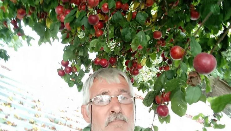 Kestane ağacından düşen adam hayatını kaybetti