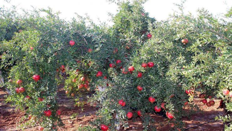 Kilis’te nar hasadı başladı