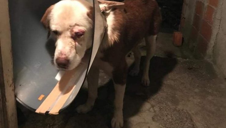 Kimliği belirsiz kişiler köpeği dövüp yaraladı