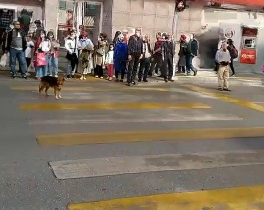 Kırmızı ışıkta bekleyip yeşil ışıkta geçen köpek görenleri şaşırtıyor