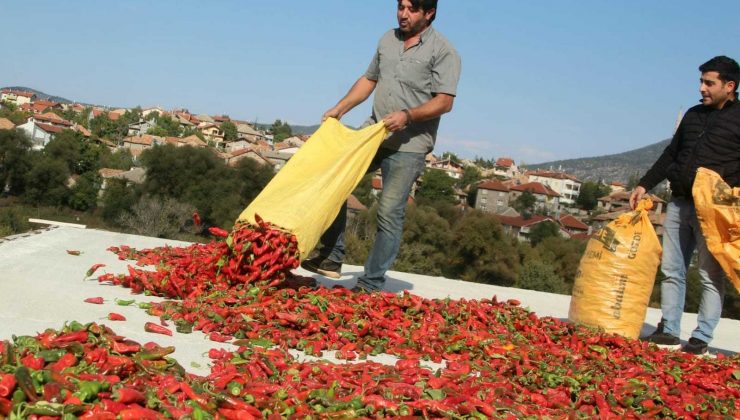 Konya’da muhtar deneme amaçlı isot biberi yetiştirdi