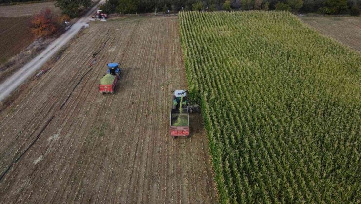Konya’da silajlık mısır üretimi arttı