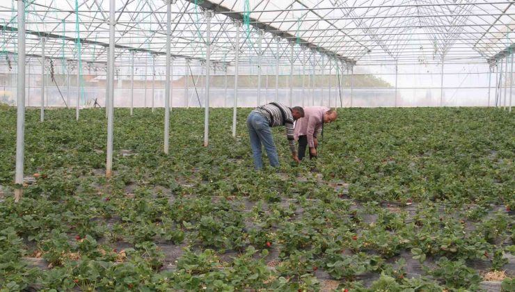 Konya’nın coğrafi işaretli organik çileği artık yılın 12 ayı üretiliyor