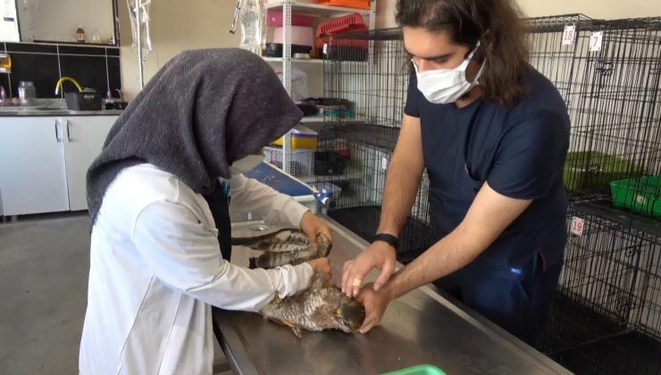 Köylülerin bulduğu yaralı şahin tedaviye alındı