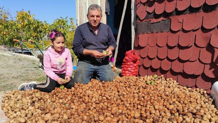 Kurduğu ceviz çiftliğiyle siparişlere yetişemiyor