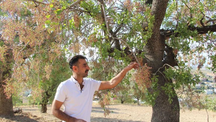 Kuraklık bıttımı vurdu, çiftçiler dertli