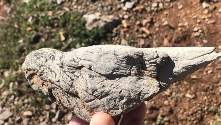 Kuş görünümlü taş görenleri şaşırttı