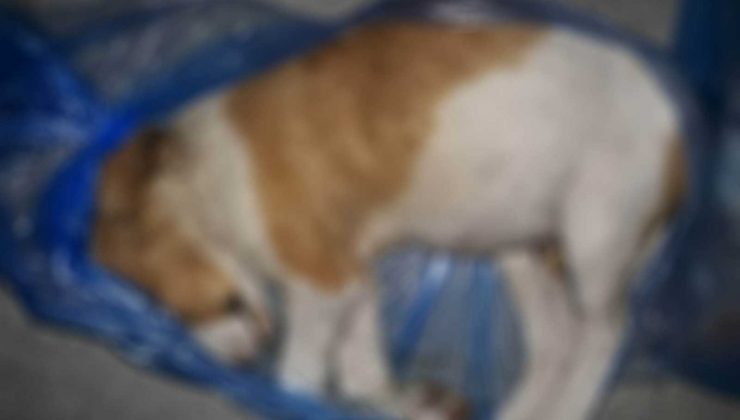 Kuşadası’nda 4 yavru köpek vahşice öldürüldü