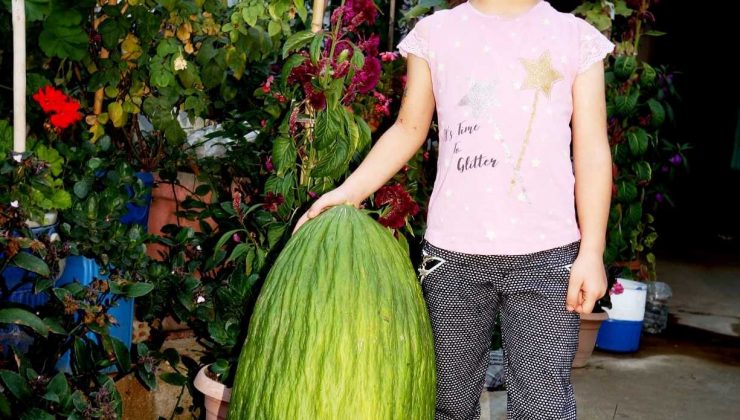 Manisa’da 14 kiloluk devasa acur ilgi odağı oldu