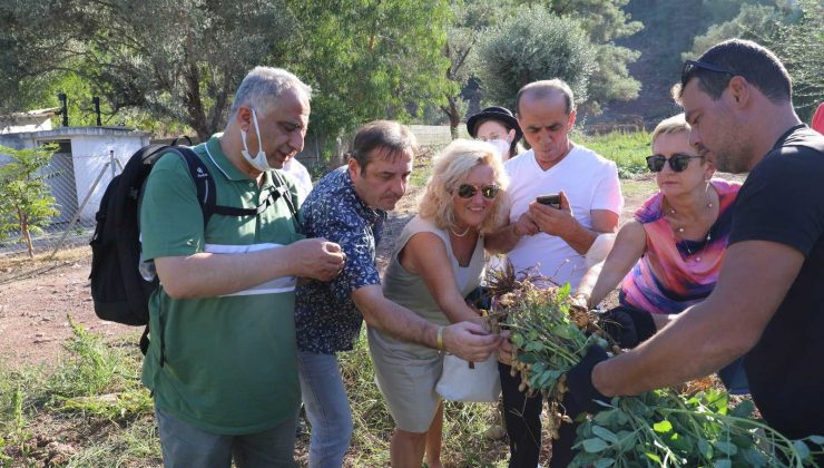 Marmaris’e gelen Alman heyet yer fıstığı topladı