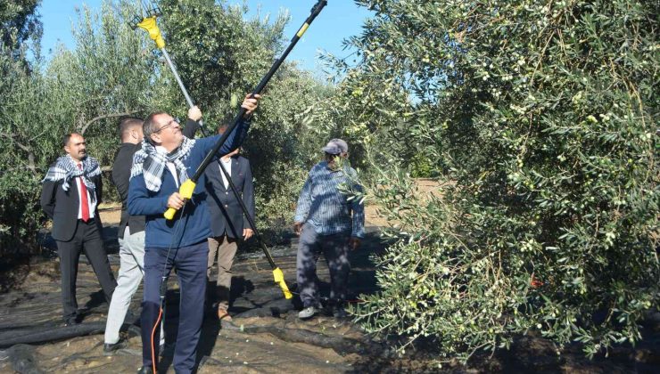 Merhum iş adamının anısına zeytin hasadı yapıldı