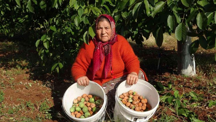 Meşhur Çameli cevizinde hasat zamanı
