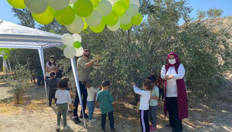 Minik öğrenciler zeytin hasadı yaptı