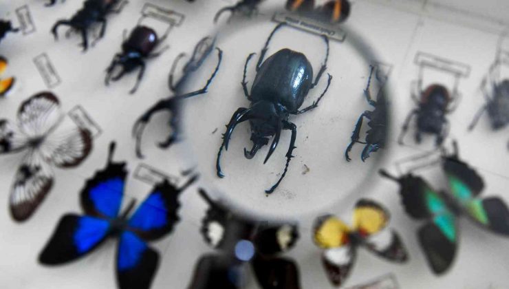 Miniklere böceklerle ekoloji eğitimi