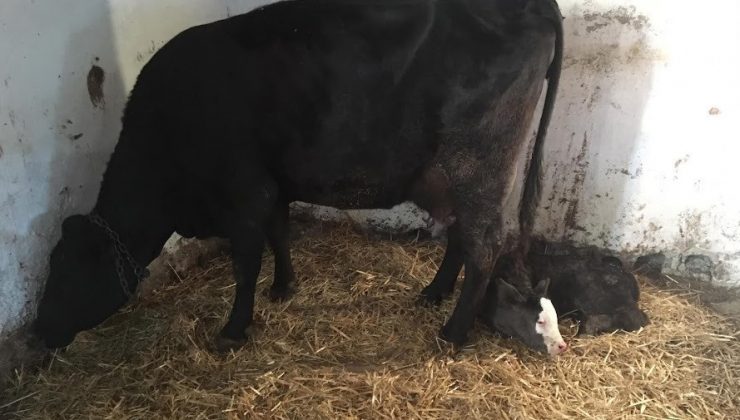 “Muhtar” anlamlı bir günde dünyaya geldi