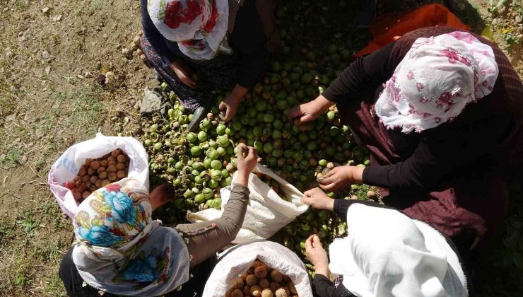 Muş’ta 650 ton cevizden 13 milyon lira katkı bekleniyor