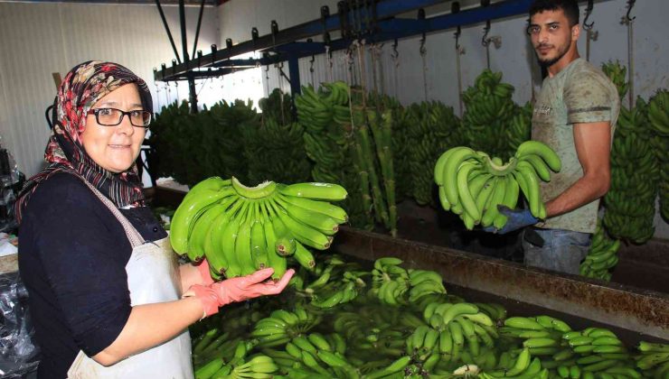 Muz üreticide 3 ile 6 TL, marketlerde 12 ile 15 TL