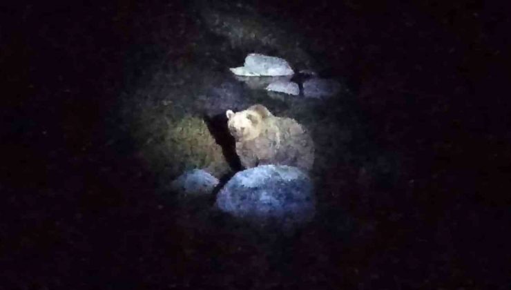 Nemrut Krater Gölü’nün müdavim ayıları yeniden görüntülendi