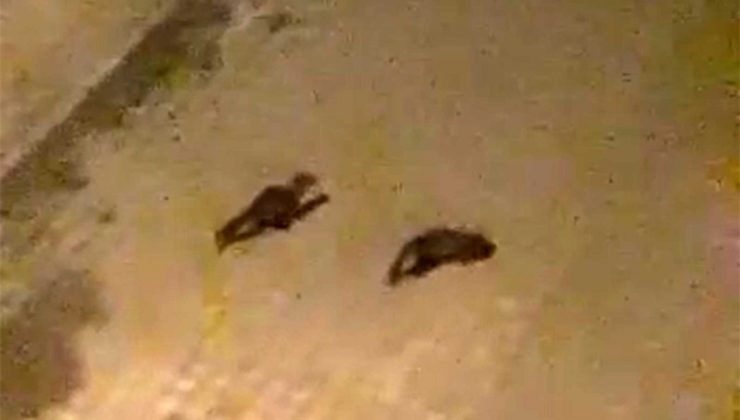 Nesli tükenmekte olan gelincik Ardahan’da şehre indi