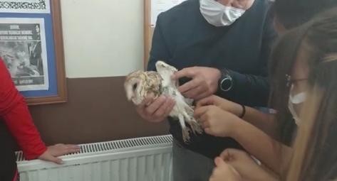 Öğrenciler Paçalı Baykuş’un hayatını kurtardı