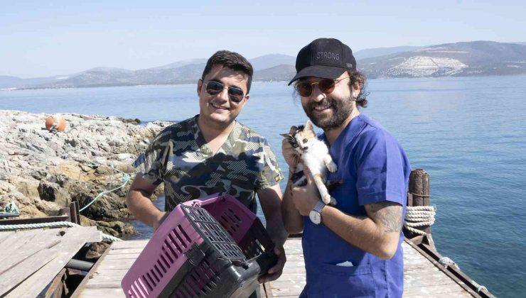 Ölüme terk edilen yavru kedileri belediye ekipleri kurtardı