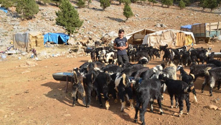 Orman yangınından etkilenen Yörükler otlakiye istiyor