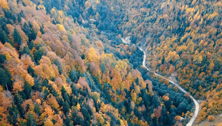 Örümcek Ormanlarında renk cümbüşü