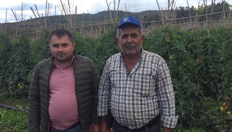 Osmaneli’nde domates üreticinin yüzünü güldürdü
