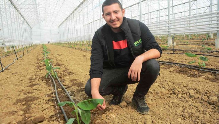 (Özel) Balıkesir muz üretimi ile Antalya ve Mersin’e rakip olacak