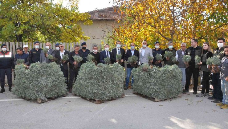 (ÖZEL) Çiftçilere dağıtılan 120 bin lavanta fidesi toprakla buluşuyor