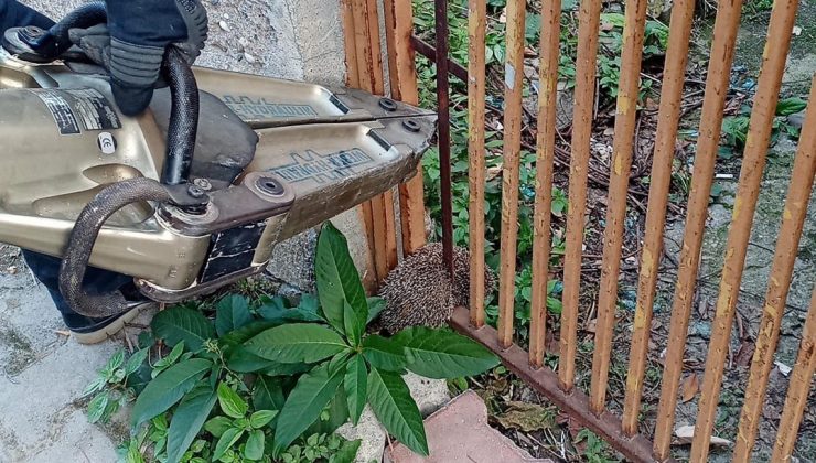 Demir parmaklıklara  sıkışan kirpiyi itfaiye ekipleri kurtardı