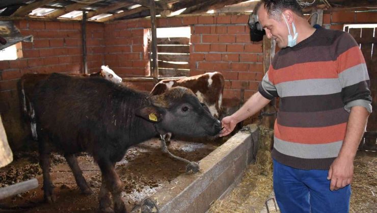 (Özel) Manda üreticisinden çağrı: “Zonguldak için en büyük yatırım tarım”