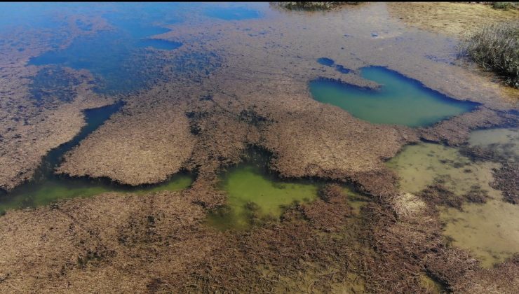 Pelitözü Göleti neredeyse yosundan görünmeyecek