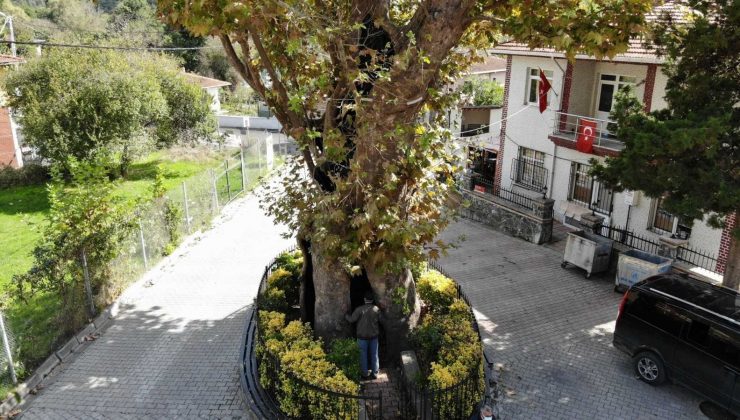 8 asırlık ’işkence ağacı’