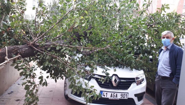 Park halindeki otomobilin üzerine ağaç düştü