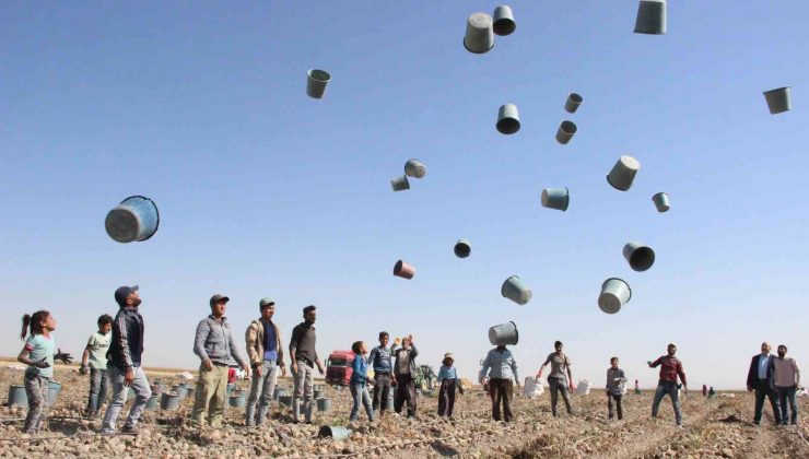 Patates hasadı kova fırlatmayla başladı