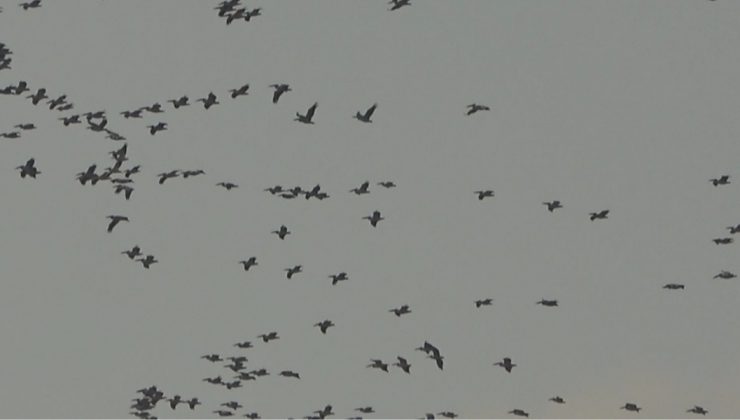 Pelikanlar ve turnaların gökyüzündeki dansı görsel şölen oluşturdu