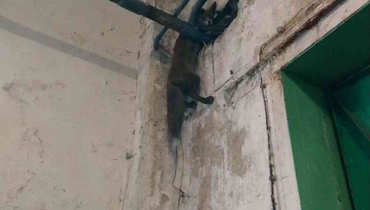 Polonya’da fabrikaya giren tilki duvarla boru arasına sıkıştı